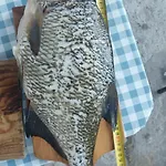 Tarczyny *