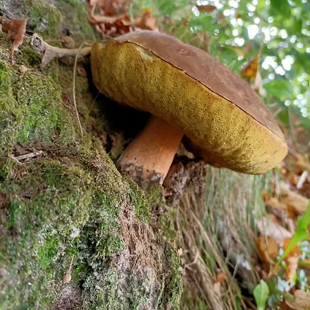 Tarczyny Проживание в семье *